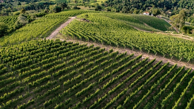 Vinhos & Gastronomia em Pinhal (InnVernia + Rizz + Amana) - Transporte Privativo